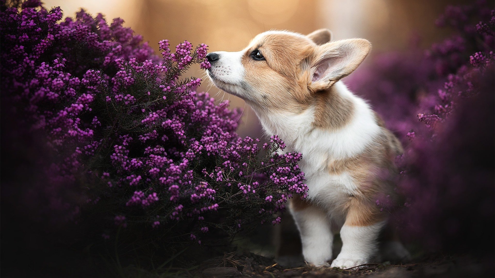 穿越时空的对决,辽宁队横扫马刺,英格拉姆在世界排名争夺战中接管比赛