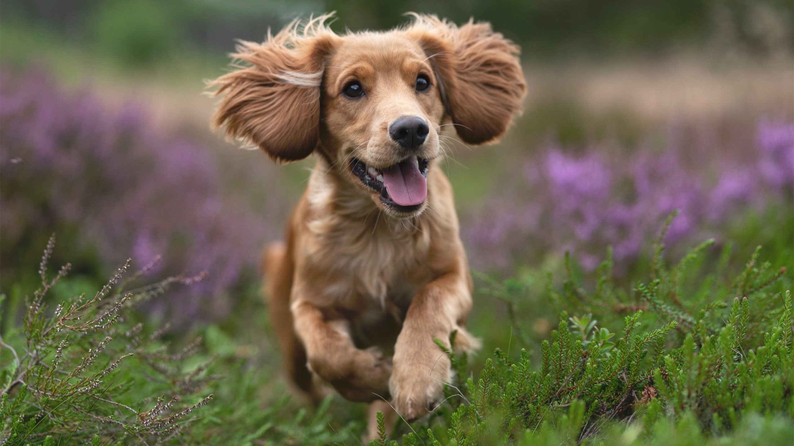 午夜钟声与致命刀锋,东决夜,利拉德如何以进攻完成刺杀