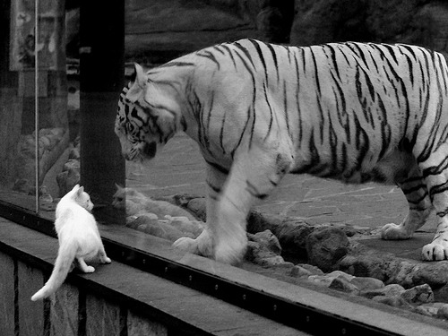 当广厦力克骑士,拉文在平行宇宙抢七夜的终极接管