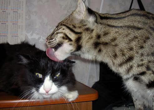 压哨绝杀!上海队逆袭开拓者点燃美加墨世界杯焦点战